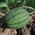watermelon-551235_1280