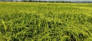 Katarni Rice, with Nano Compost