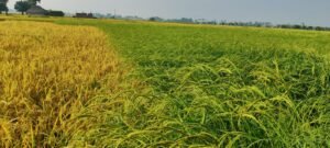 The Outstanding Impact On Katarni Rice.