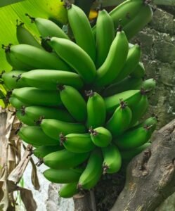 Improvement in Banana Tree