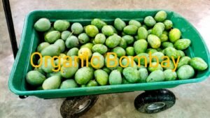 Organic Bombay Mango Quality